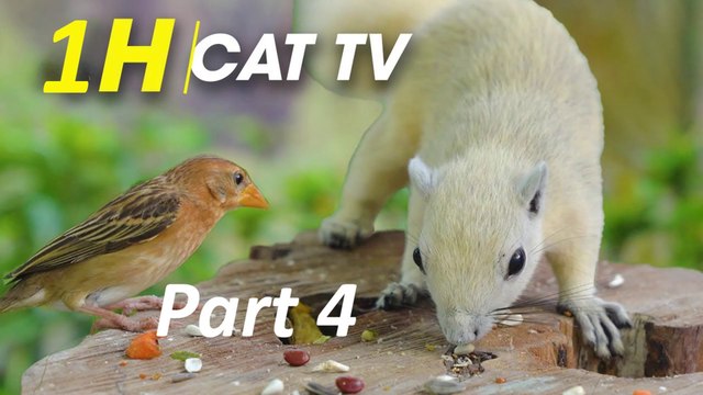 For Cats- Playful Birds Chipmunks Squirrels - Birds For Cats To Watch - CatTV Central