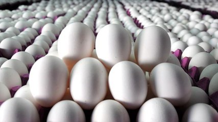 Kuş gribi salgını yumurta fiyatlarını şişirdi