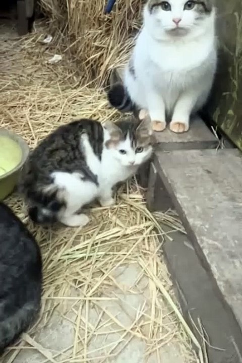 Cute animals😼🙄🙄cute cats   #cat #animals #shorts