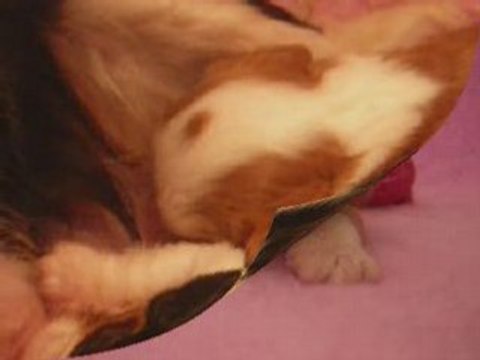 Disc Jockey, chiot cavalier king charles