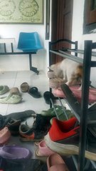 kucing