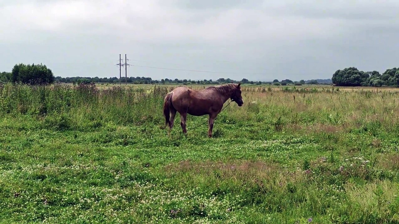 "Peaceful Horses in Nature with Relaxing Music | Calm and Serene"