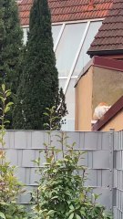 Gatos Jugando en Techo