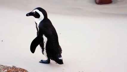 "Cute Penguins with Relaxing Music | Peaceful Moments in Antarctica"