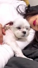 🌟 Get ready for a pawsitively adorable adventure with #DogsOfInstagram! 🐾