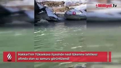 Yer: Yüksekova! Yıllar sonra aynı bölgede tekrar görüldü
