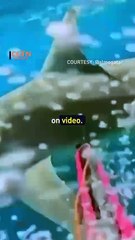 Man v shark: Fisherman caught by surprise