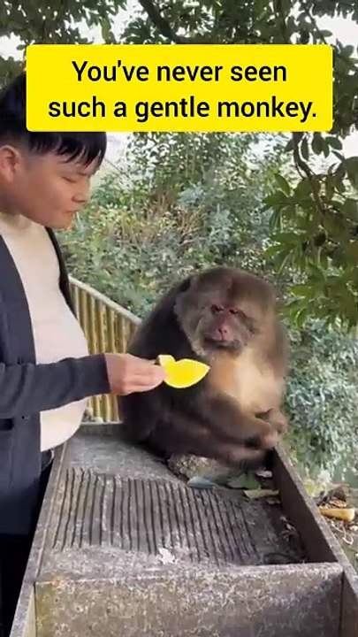 you have never seen such a gentle monkey