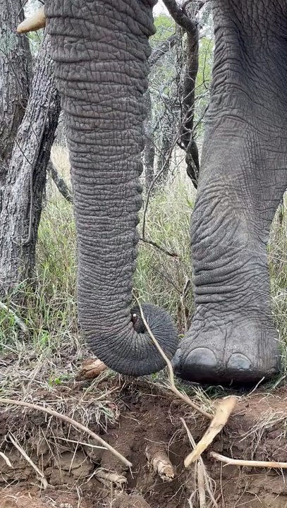 Smart Elephant breaks the tree roots and munches on it joyfully *Incredible Video*