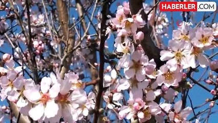 Balıkesir'de Kış Ortasında Bademler Çiçek Açtı
