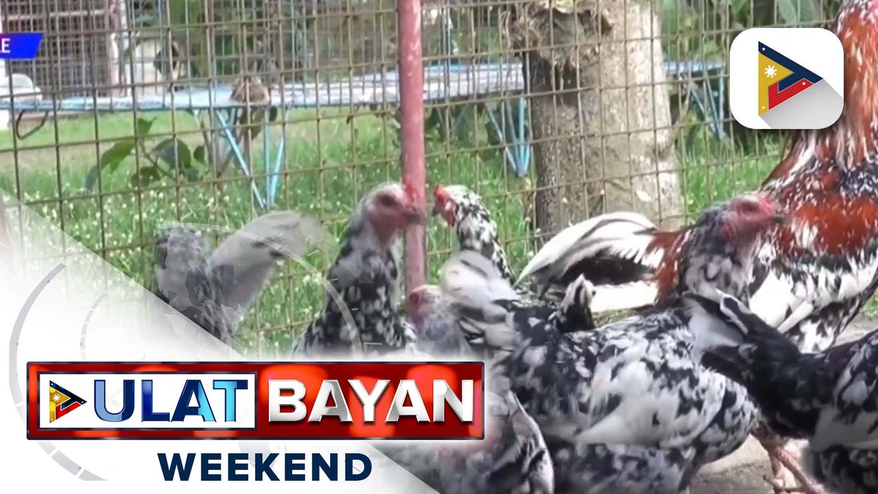 D.A., nagsasagawa na ng hakbang laban sa nakaambang egg supply shortage