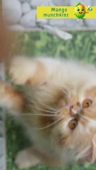 🐱✨ MiMi’s Magic Hide-and-Seek Adventure! 😻 #BedtimeStory