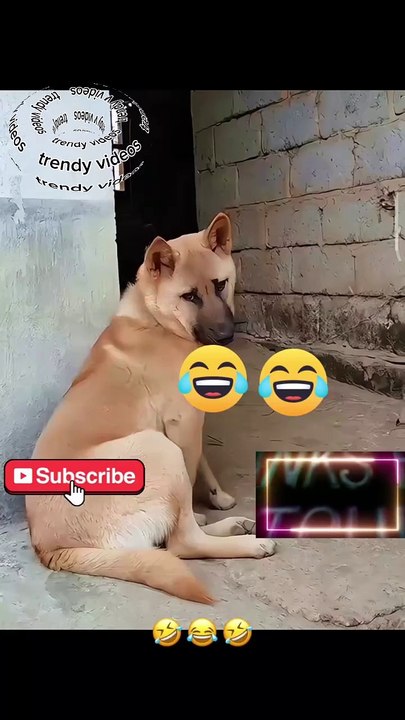 Seee the lion plays with me 😂😂😂