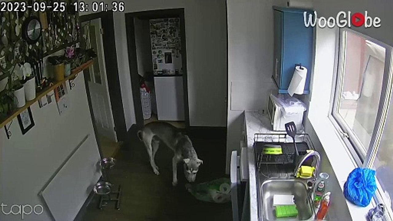 Lurcher dog howls like World War sirens when alone at home *Hilarious Video*