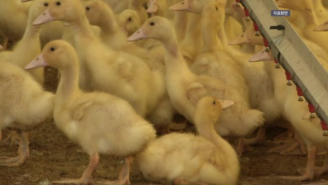 전남 함평 오리농장에서 조류인플루엔자 항원 검출 / YTN