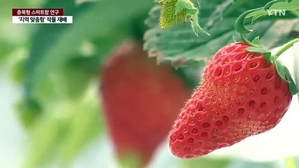 '충북형 스마트팜' 본격 연구...지역 맞춤형 작물 재배 / YTN