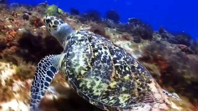 Musique relaxante pour le soulagement du stress. Musique apaisante pour la méditation, le sommeil