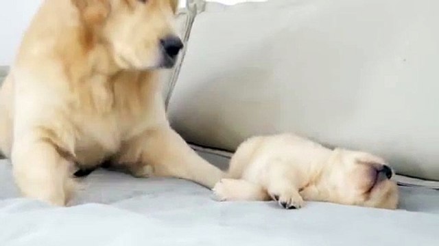 Golden Retriever Dad Meets His Puppy Son For The First Time