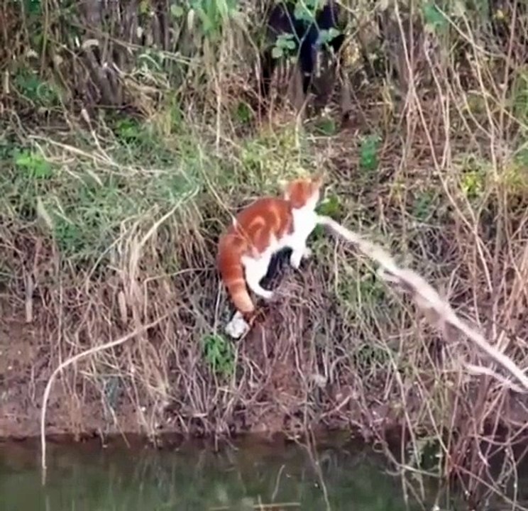 Cute animals😼🙄🙄cute cats   #cat #animals #shorts