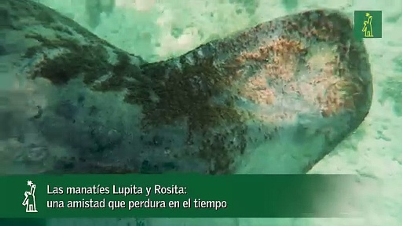 Las manatíes Lupita y Rosita- una amistad que...