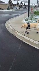 Gotta break those boots in! 🥾❄️🐶 #Dogs #DogShoes #DogLife #Winter #WinterBoots