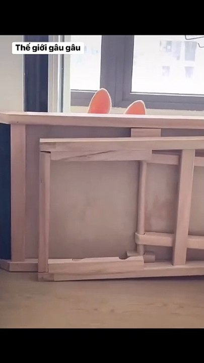 Pet Paradise TV