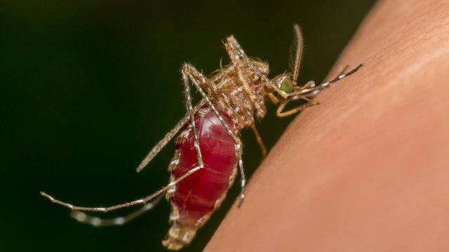 Casos de dengue en Cartagena han aumentado un 500% en lo que va corrido de 2025