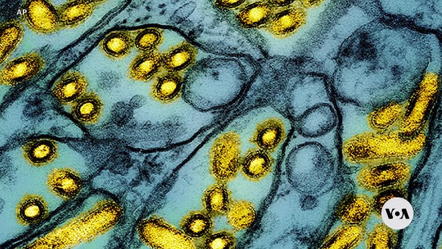 Rising Egg Prices: How One Farmer Seeks Opportunity Amid Bird Flu Crisis