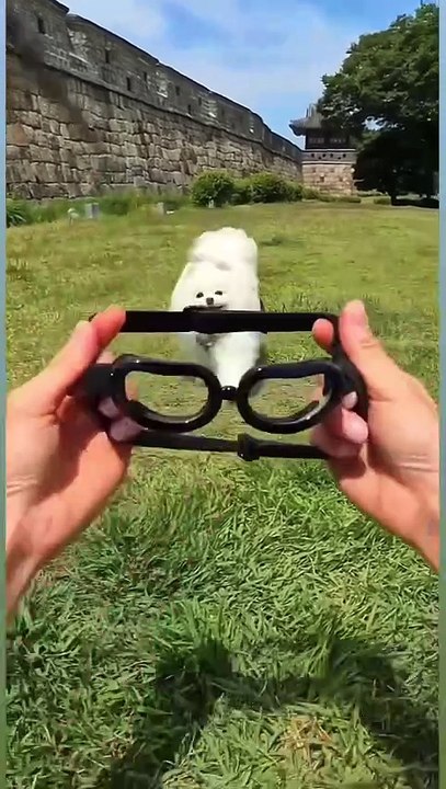 Meow & Woof Universe