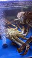 Giant king crabs