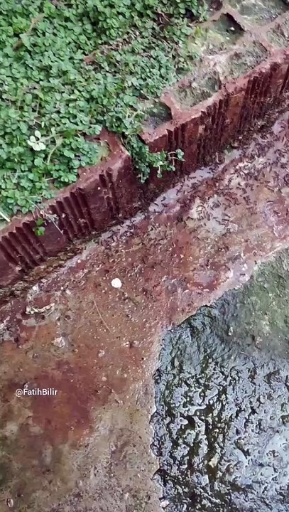 Karınca Oğulu Koloni Göçü İlk Kez Yakalandılar
