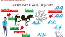 Calcium levels in various organisms