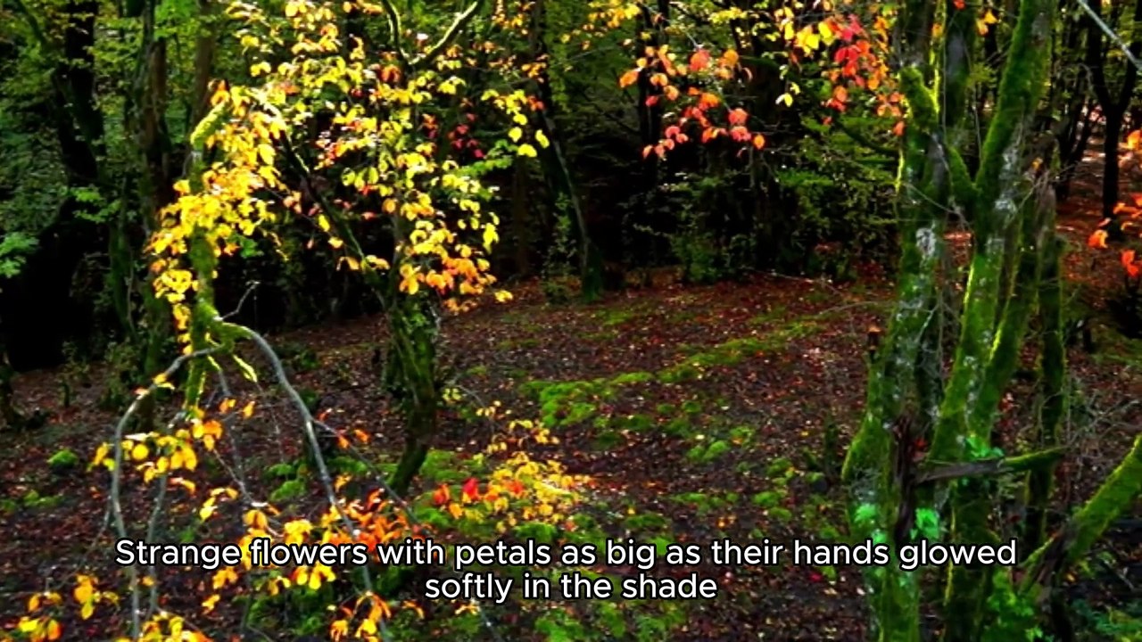 The Enchanted Forest