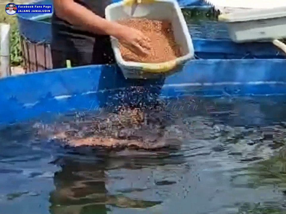 Kasih makan lele 3-4X sehari bahkan ada yang 5-6X sehari