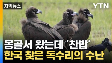 [자막뉴스] 3천㎞ 날아왔는데... '한국행' 독수리 수난 시대 / YTN