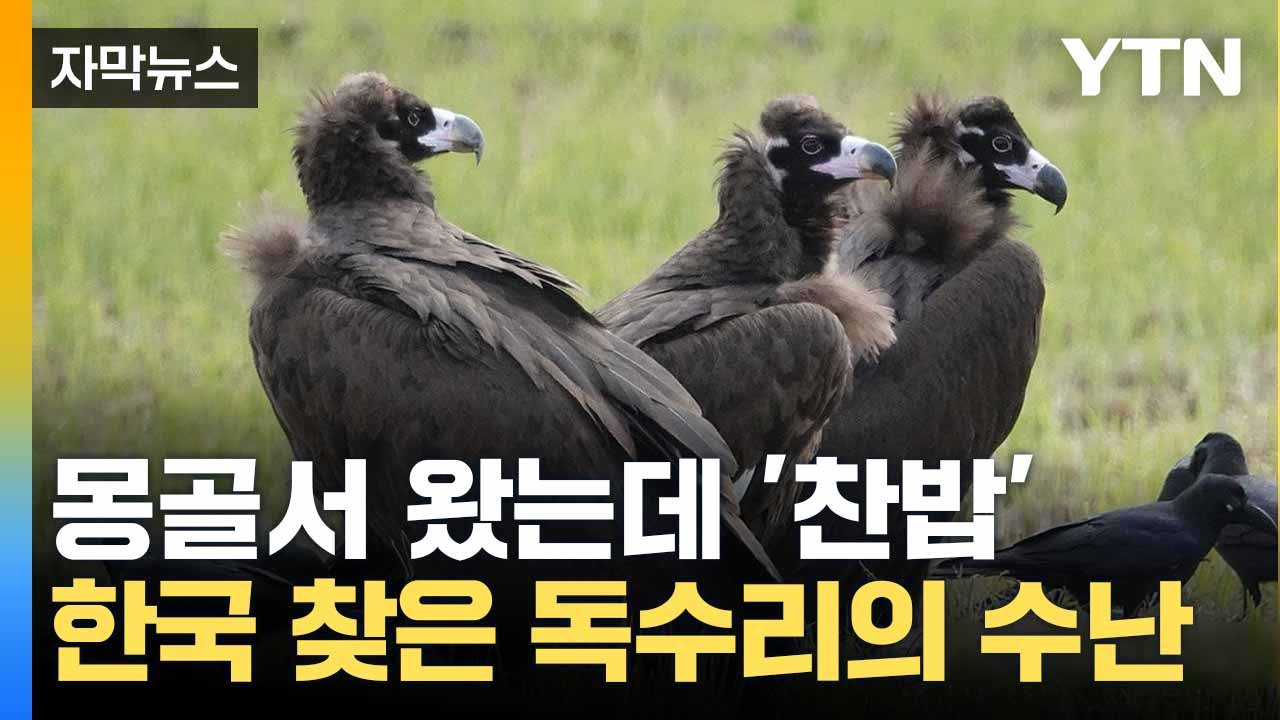 [자막뉴스] 3천㎞ 날아왔는데... '한국행' 독수리 수난 시대 / YTN