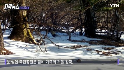 [자막뉴스] 귀여운 외모에 속았는데...사냥 장면에 '깜짝' / YTN
