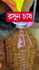 রসুন চাষ বাড়ীতে সারা বছর #shorts #krishi #chadbagan #gardening