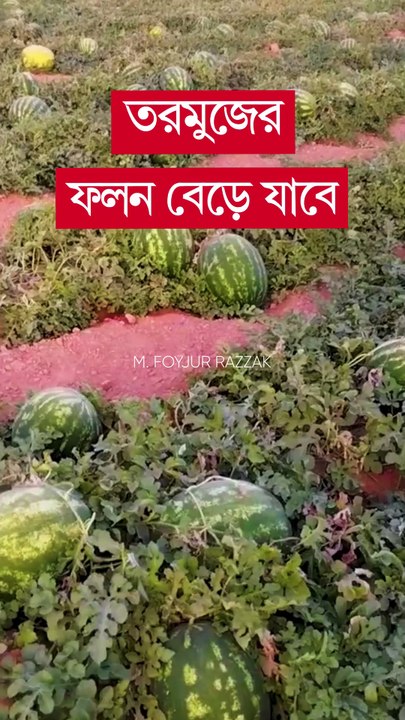 তরমুজের ফলন বেড়ে যাবে #shorts #krishi #chadbagan #gardening