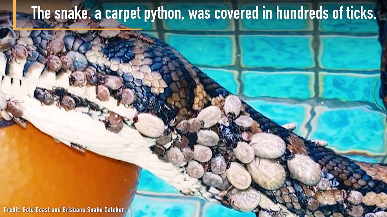 Rescued Python Covered In Hundreds Of Ticks