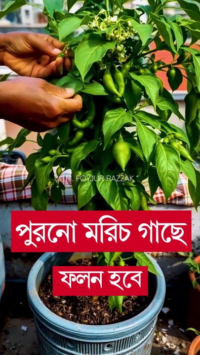পুরনো মরিচ গাছে ফলন হবে #shorts #krishi #chadbagan #gardening
