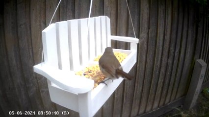 Lindo comedor de aves