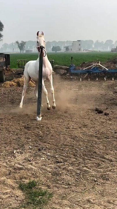 Horse🐎🐎🐎 lover's