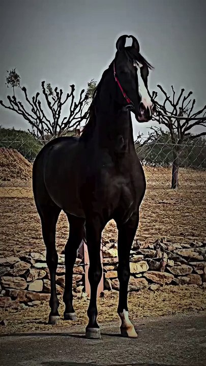 Horse🐎🐎🐎 lover's