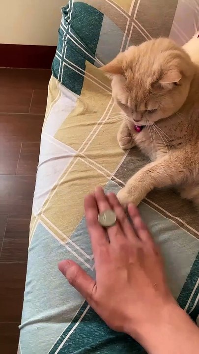 Amazing Cat Performs Magic Trick_ _Cats _Tricks(720P_HD)
