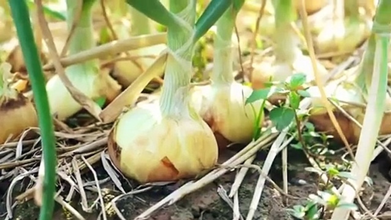 Magic-The-Onion-Juice-for-Hair-Growth_6
