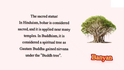 Banyan tree in Benefits History and Culture