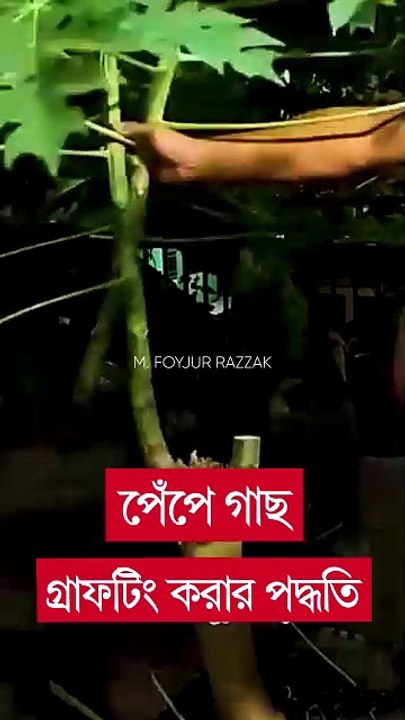 পেঁপে গাছ গ্রাফটিং করে ছোট রাখার পদ্ধতি #shorts #krishi #chadbagan #gardening