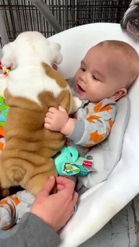 My son gained a love for our bulldogs at a very young age. He is only 6 months old in this video, but already knew what a puppy was and the joy that comes with holding one