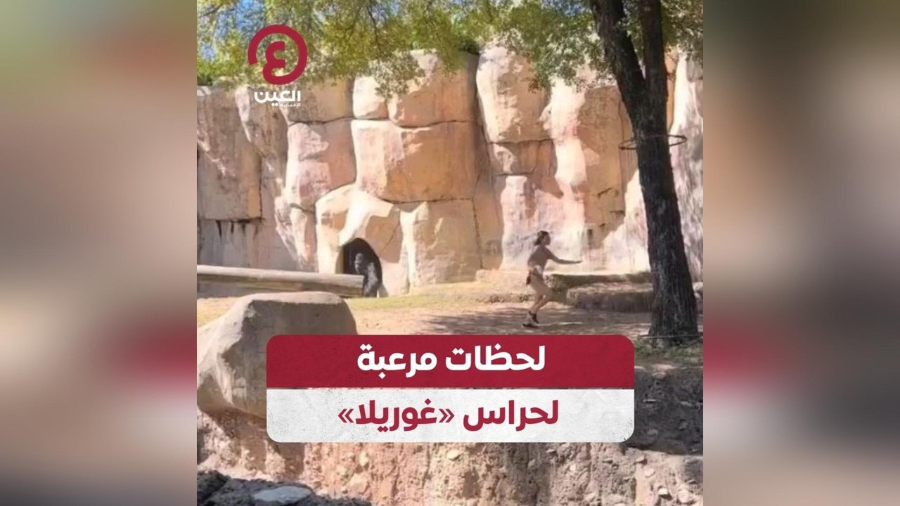 لحظة مرعبة لحراس «غوريلا»